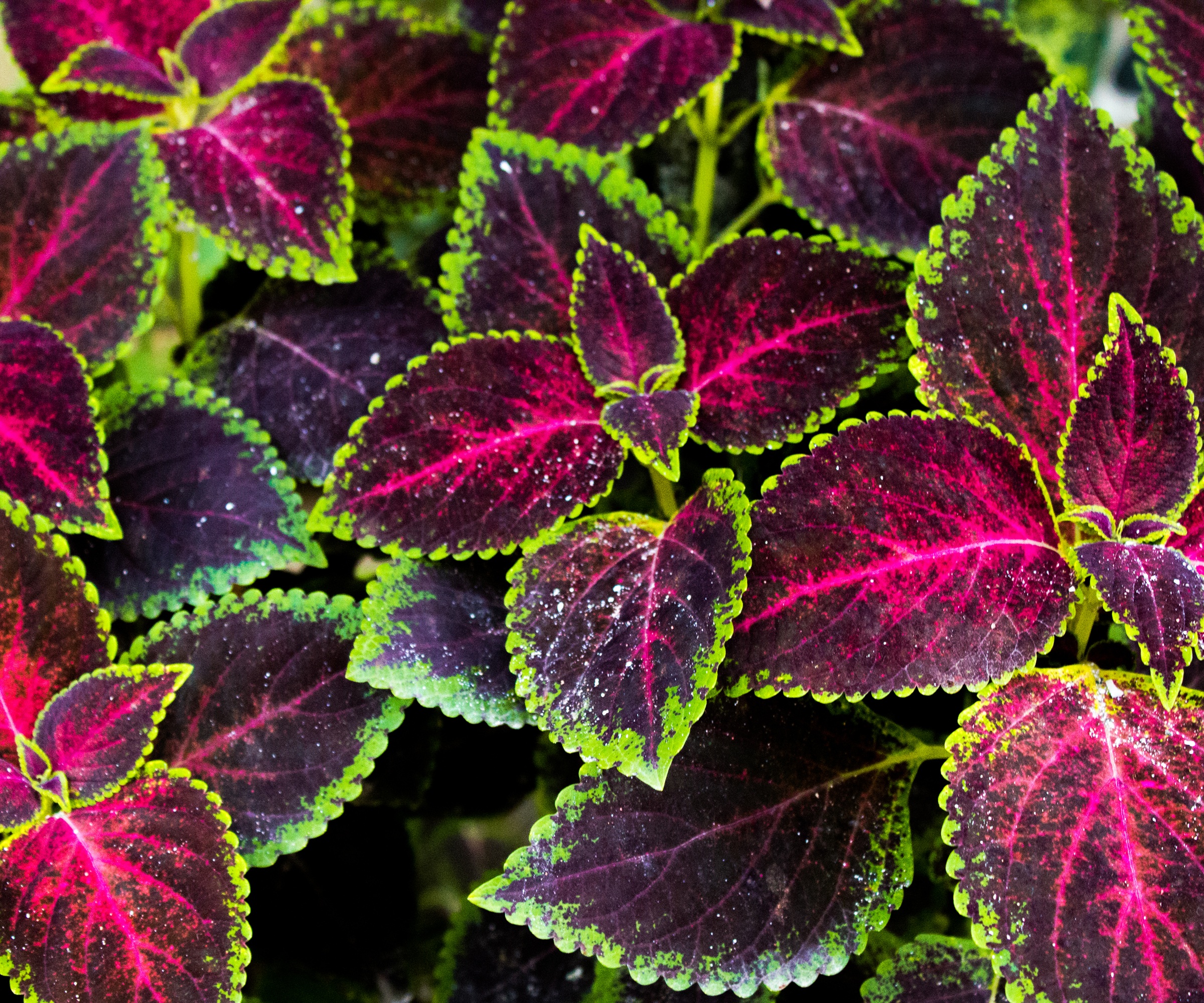 Coleus