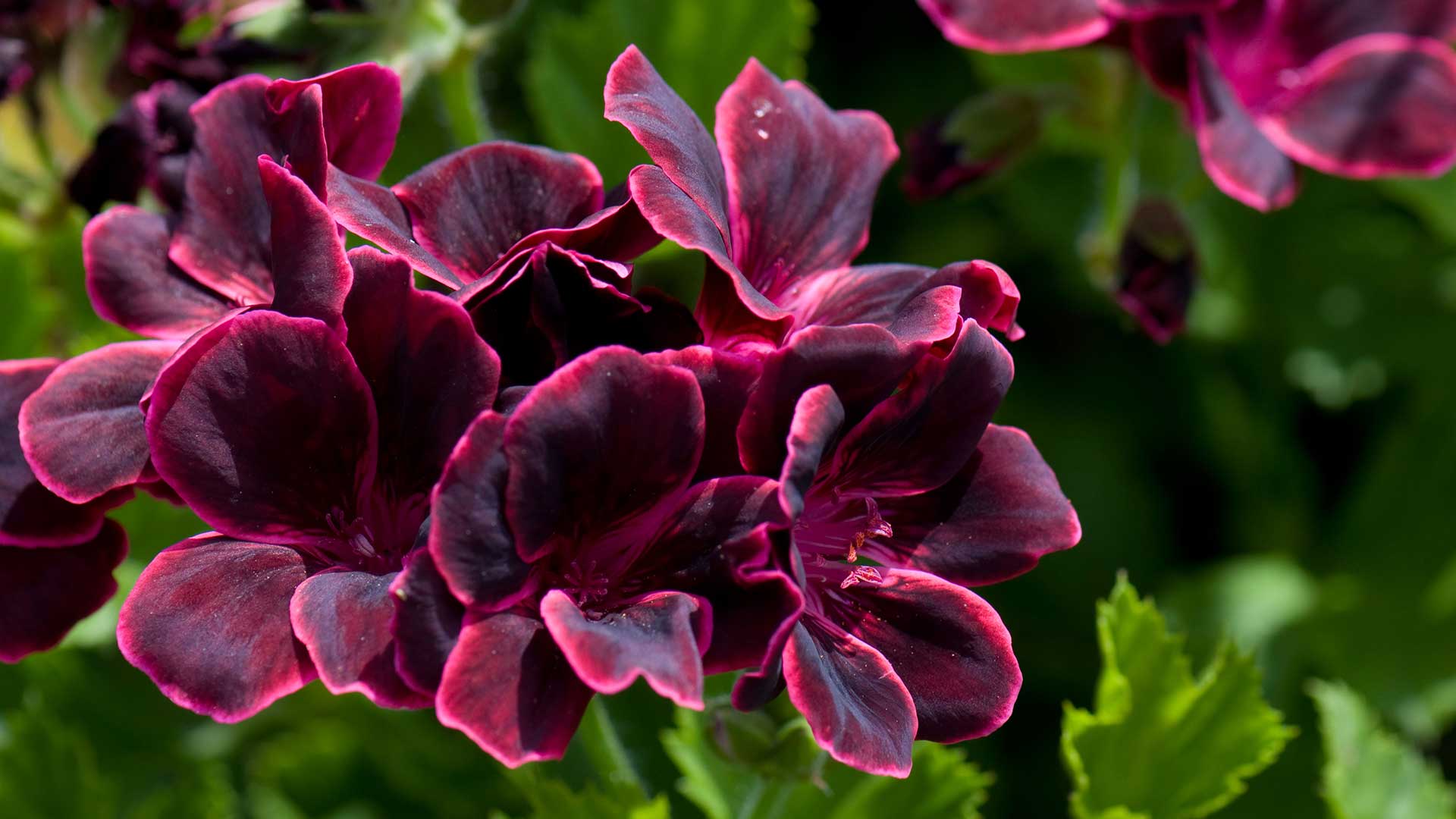 Pelargonium 'Lord Bute' flowers