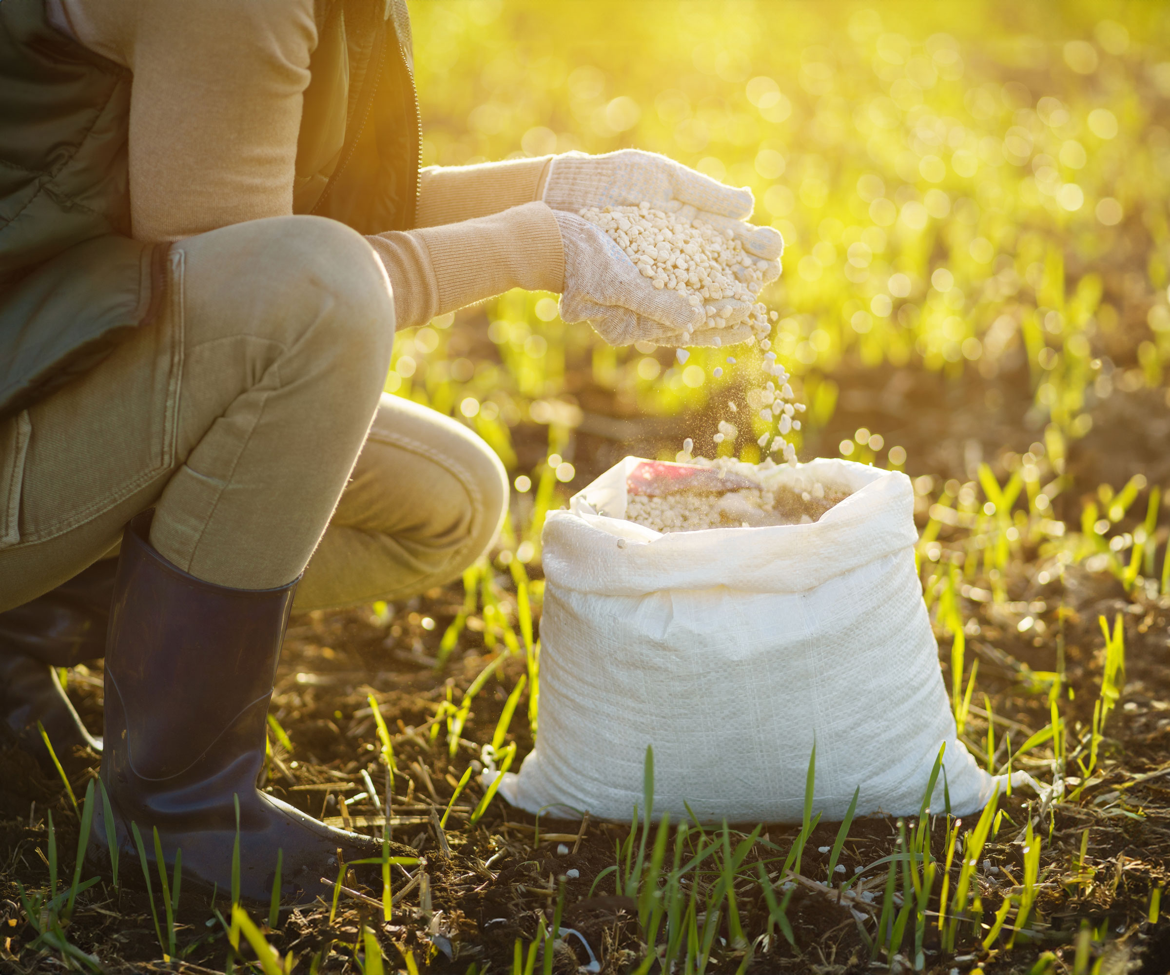 adding lawn fertilizer in late evening sunshine