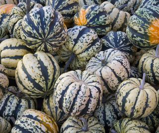 A pile of carnival squash