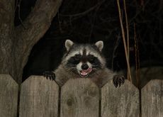 Raccoon