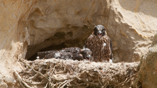 Peregrine falcons