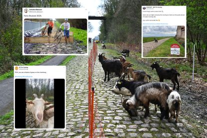 Goats on the Arenberg Trench with three tweets superimposed