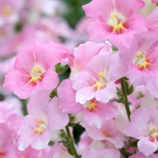 Light pink flowers on weigela shrub