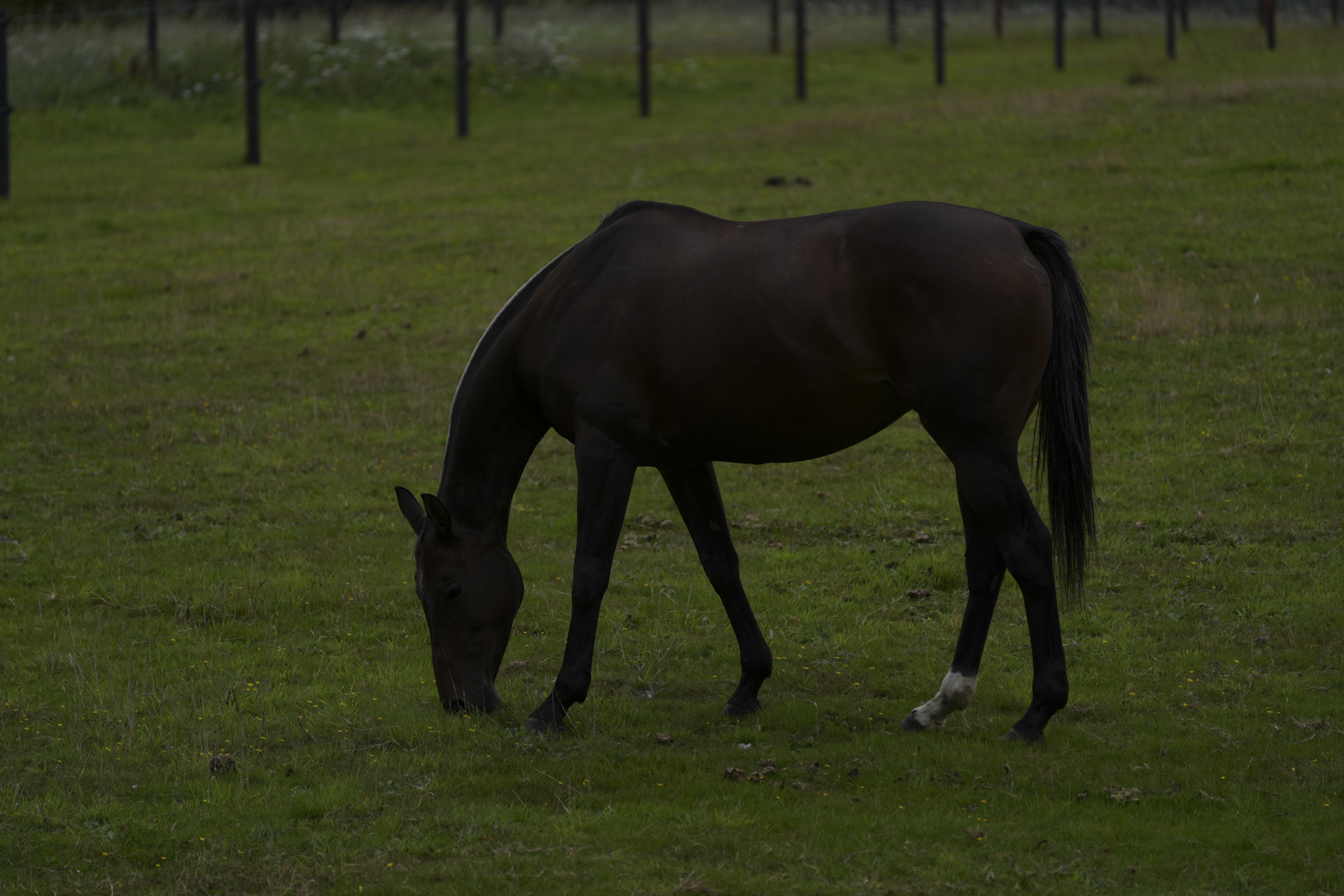 Horse in a field in daylight, taken with the Sony FE 70-200mm F4 II lens and A7C R