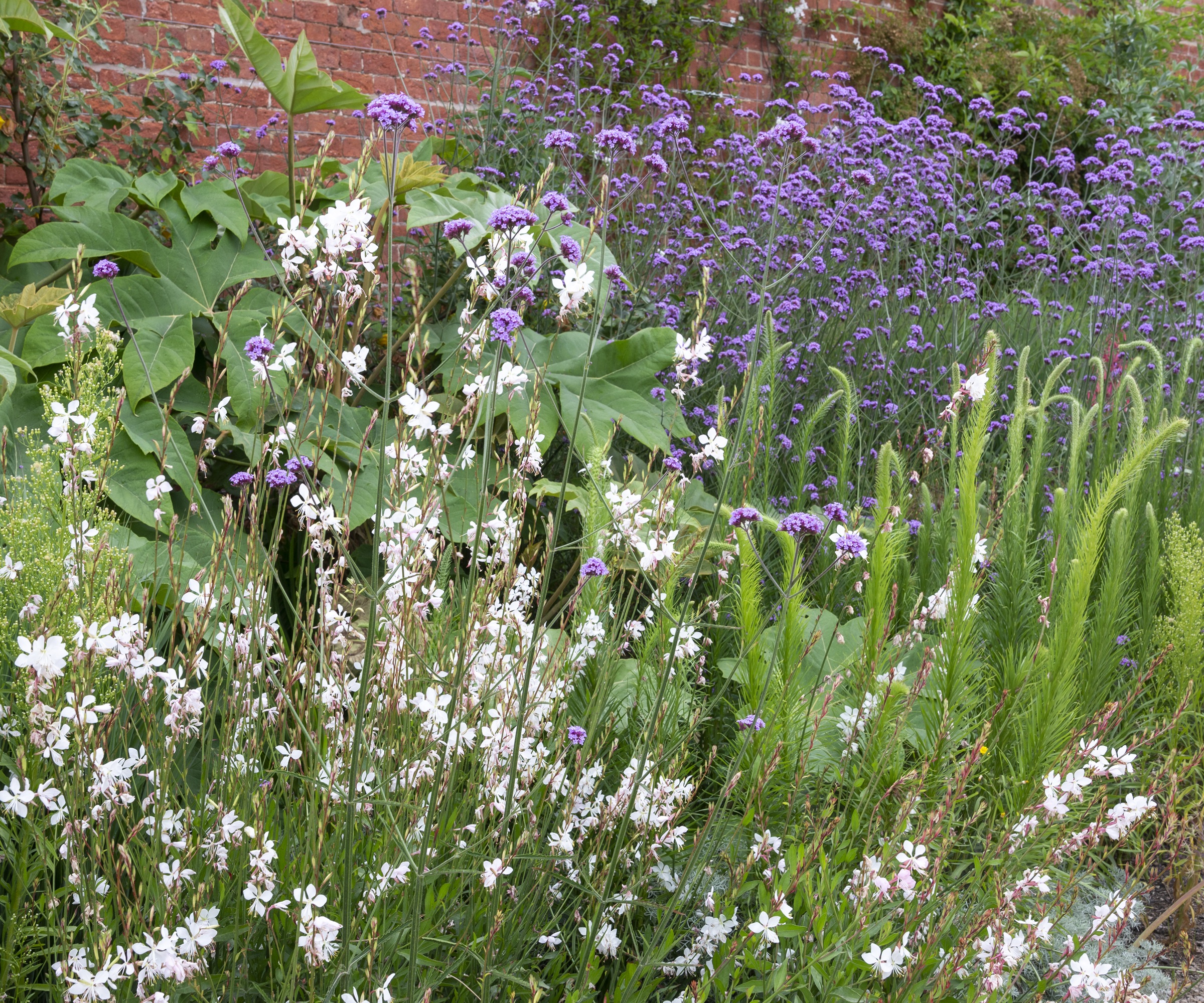 Gaura lindheimeri, Verbena bonariensis, fatsia
