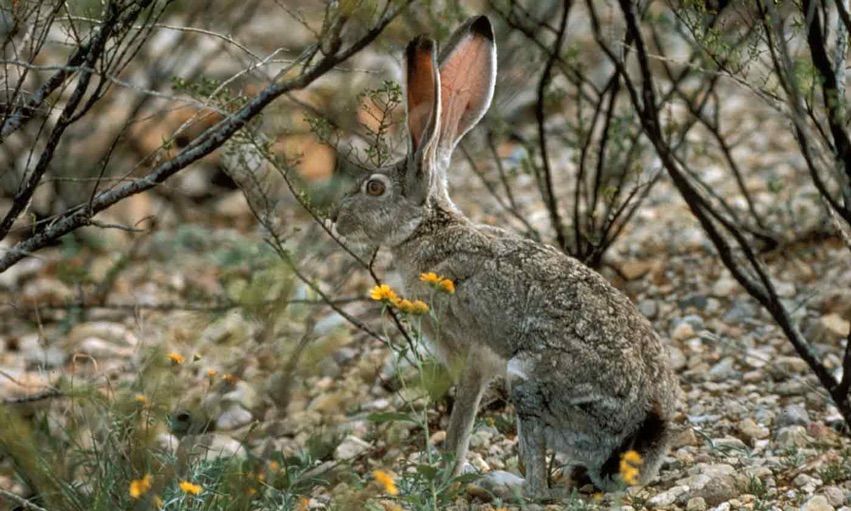Photos BlackTailed Jackrabbits, the Curious Creatures of the American