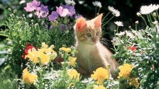 Ginger kitten sitting in the spring flowers