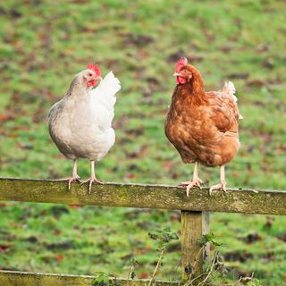 Two free range hens perched on a fence and looking towards each other as if having a conversation.