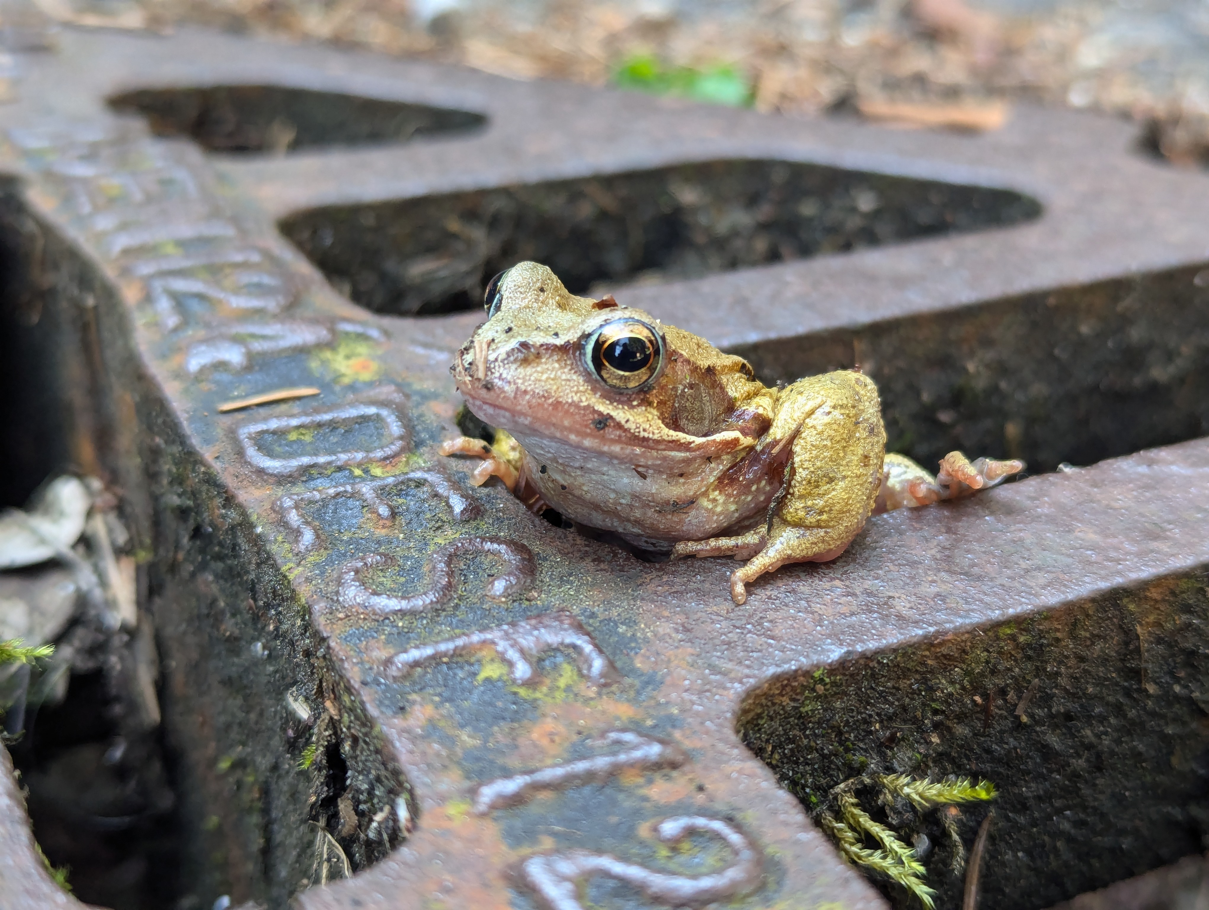 Frog in Drain