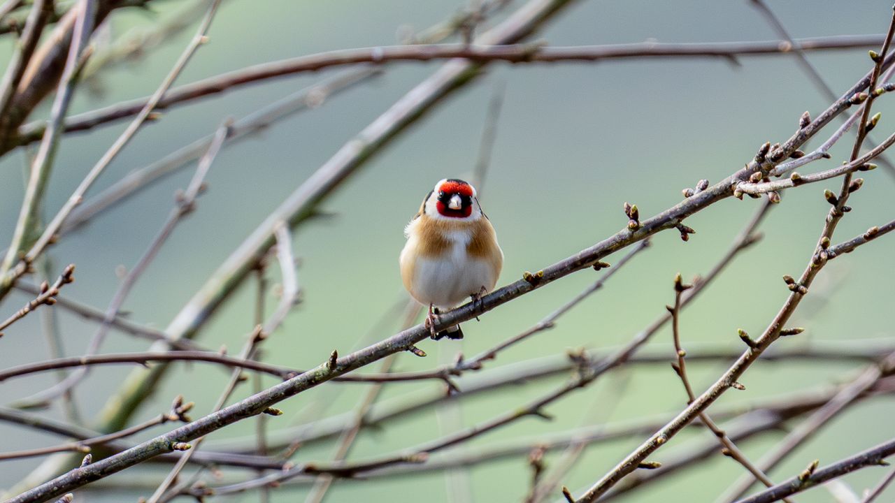 european goldfinch sat in a tree