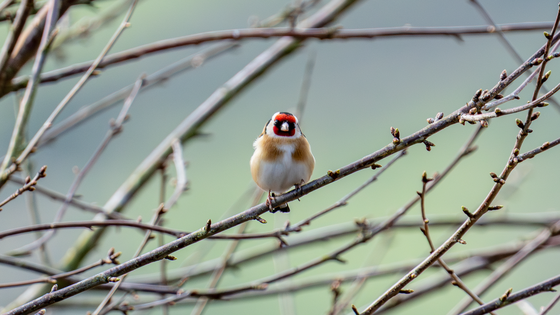 european goldfinch sat in a tree