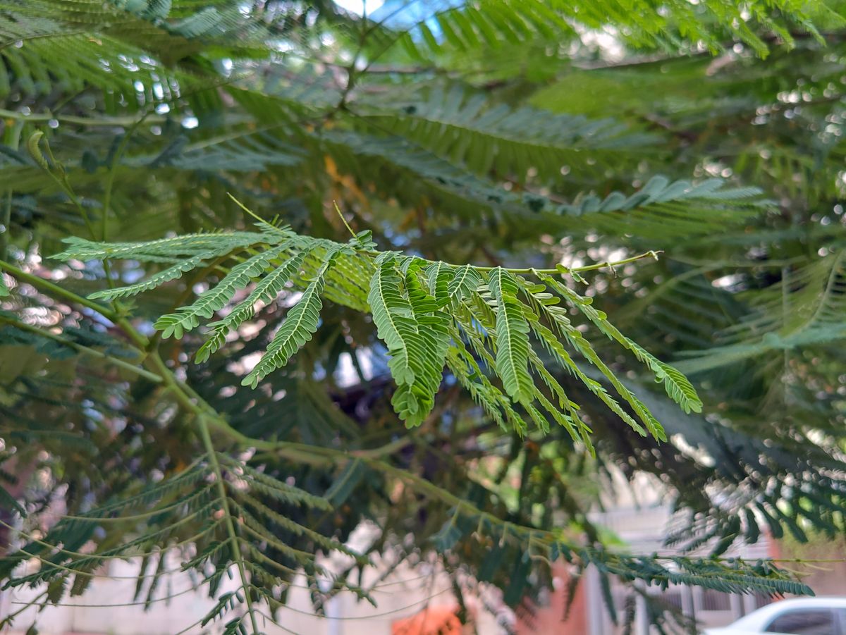 ZTE Axon 40 Ultra main camera sample