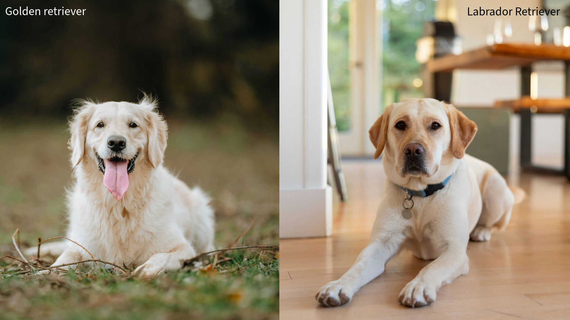 Collage of a golden retriever and Labrador retriever