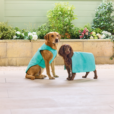 Aldi cooling pet vest anf towel on two brown dogs on a patio.