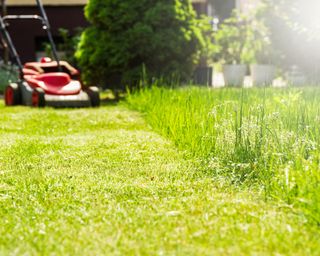 mowing a lawn in sunshine