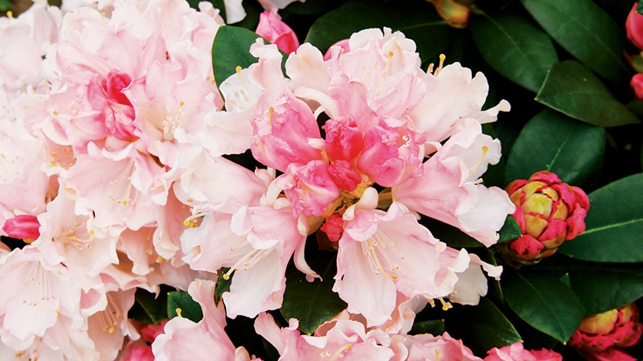 rhododendron