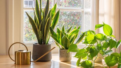 Air purifying plants sansevieria trifasciata snake plant in the window of a modern home or apartment interior