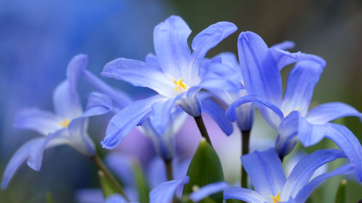 Glory of the snow care and growing guide: expert tips | Homes and Gardens