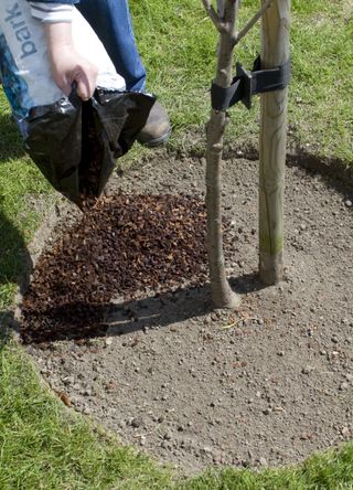 Adding mulch to soil