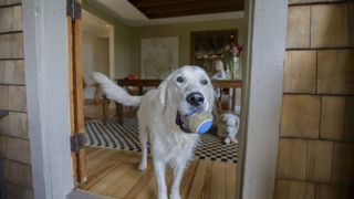 A retriever dog happily awaits someone at an open door with a ball in their mouth