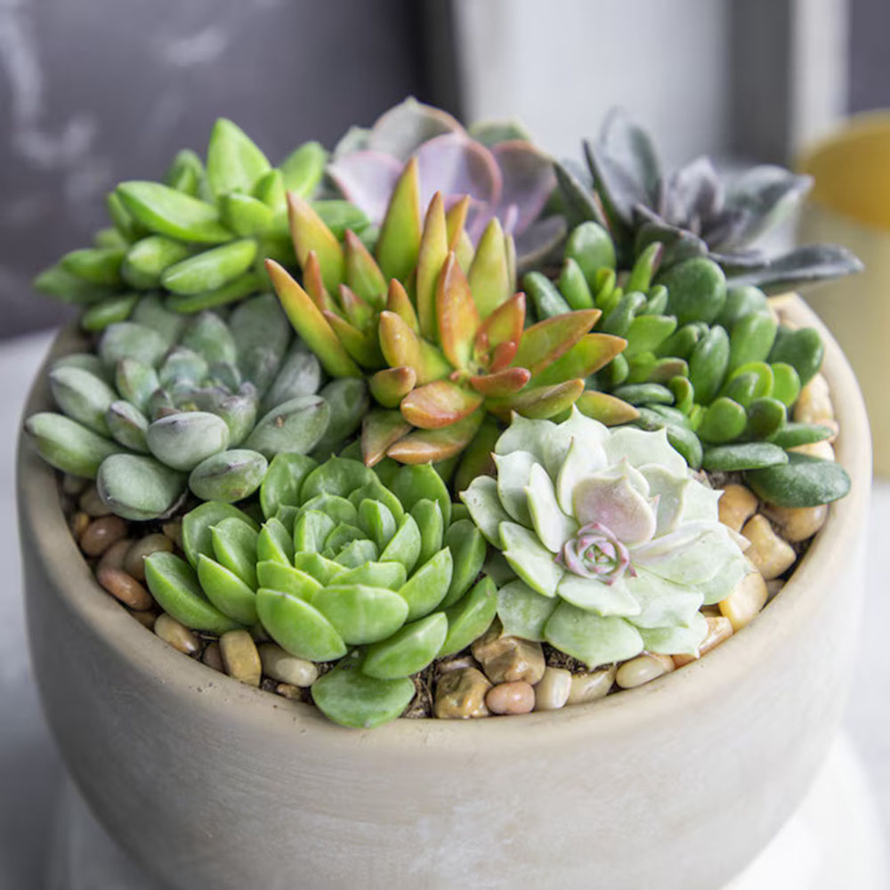 Altman Plants 6 Pack of Succulents