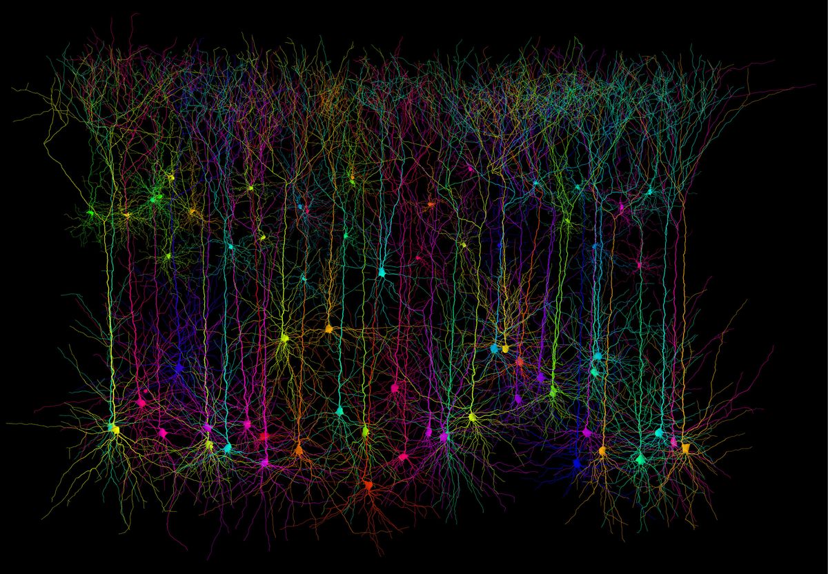 Here computer-simulated images of pyramidal neurons in the cerebral cortex, revealing branching dendrites.