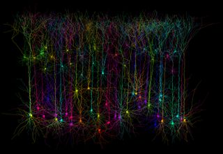 Here computer-simulated images of pyramidal neurons in the cerebral cortex, revealing branching dendrites.