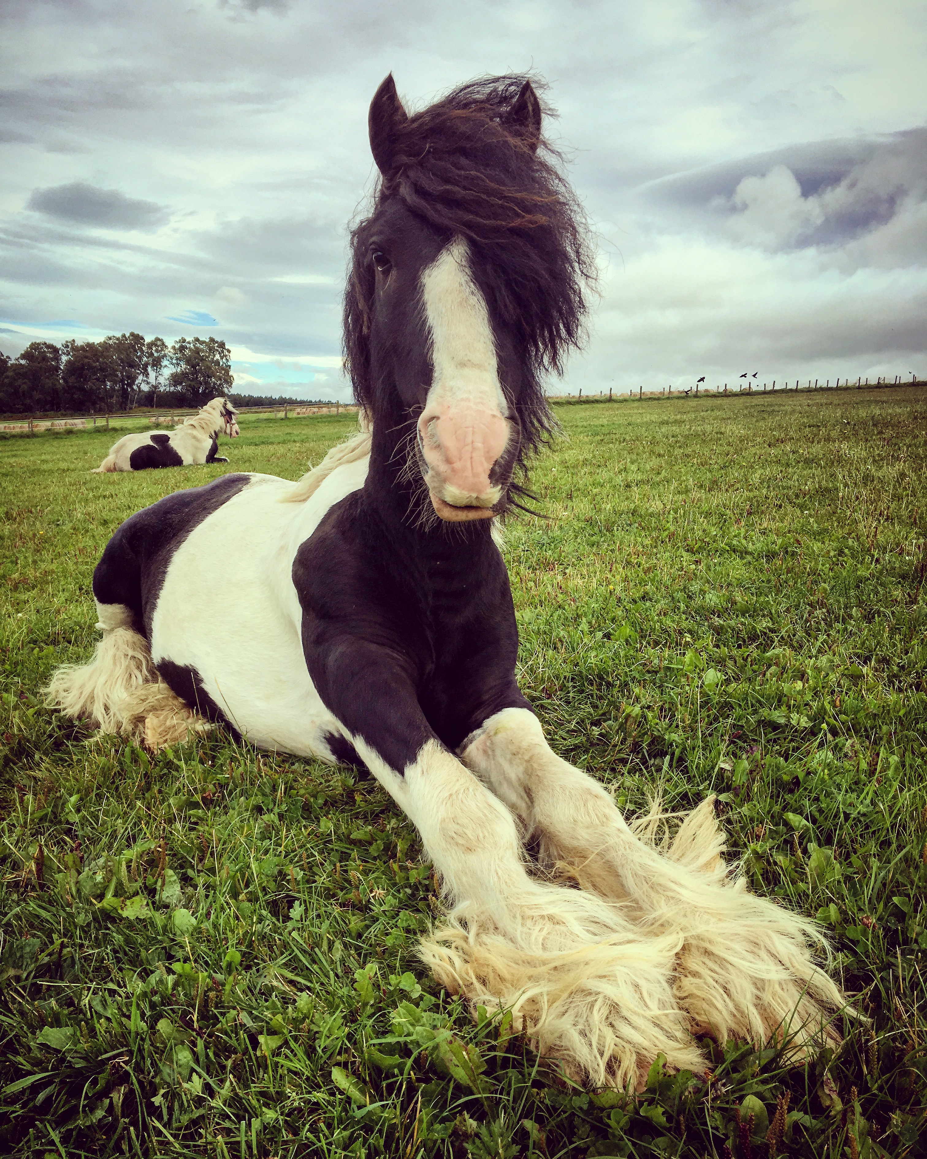 World-Horse-Welfare-Ted-Copperfield1.jpg
