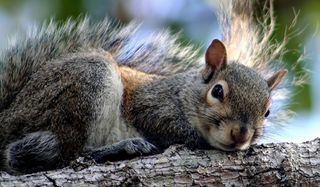 Why Do Squirrels Chase Each Other Live Science - 