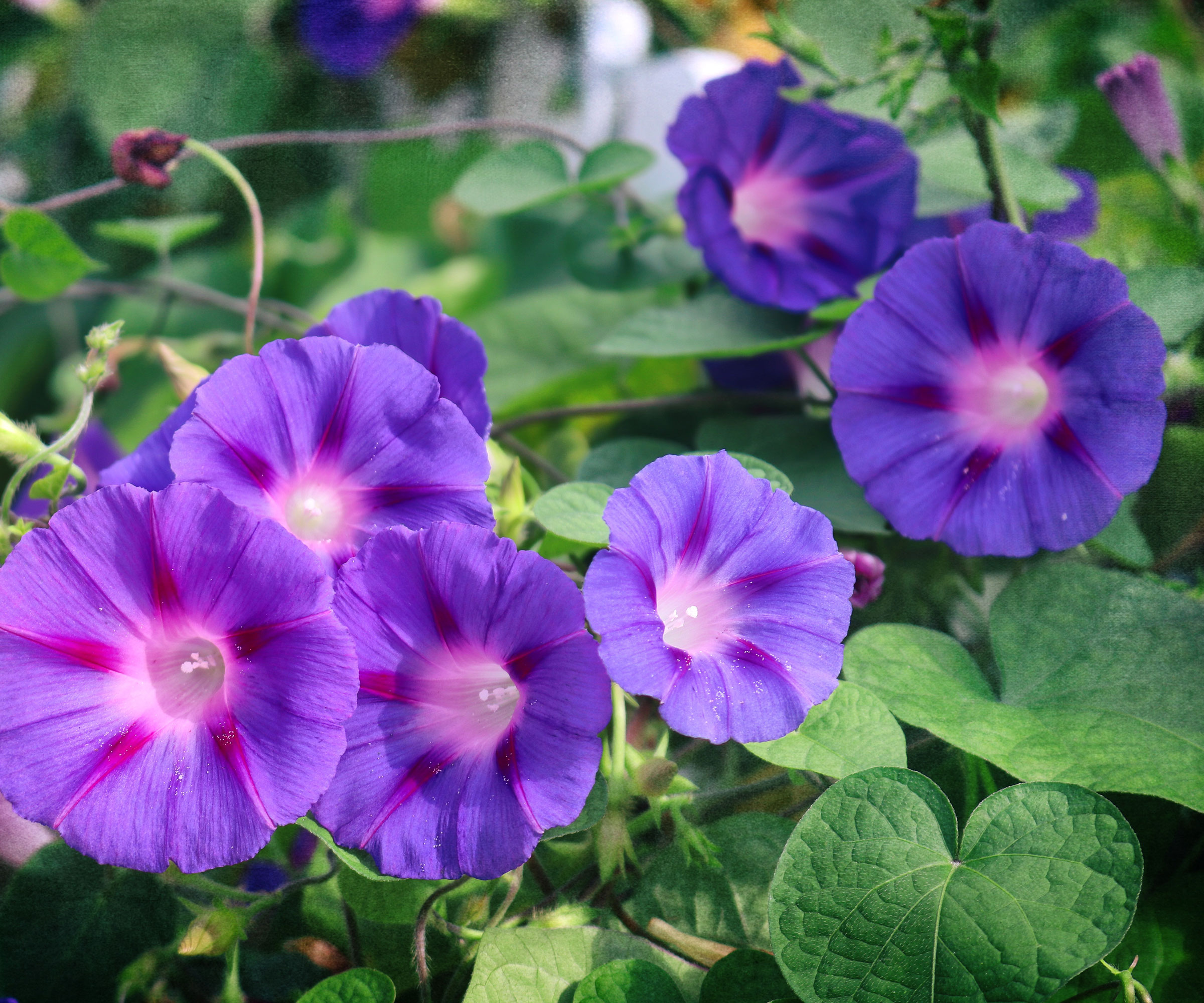 morning glory plant with deep purple flowers