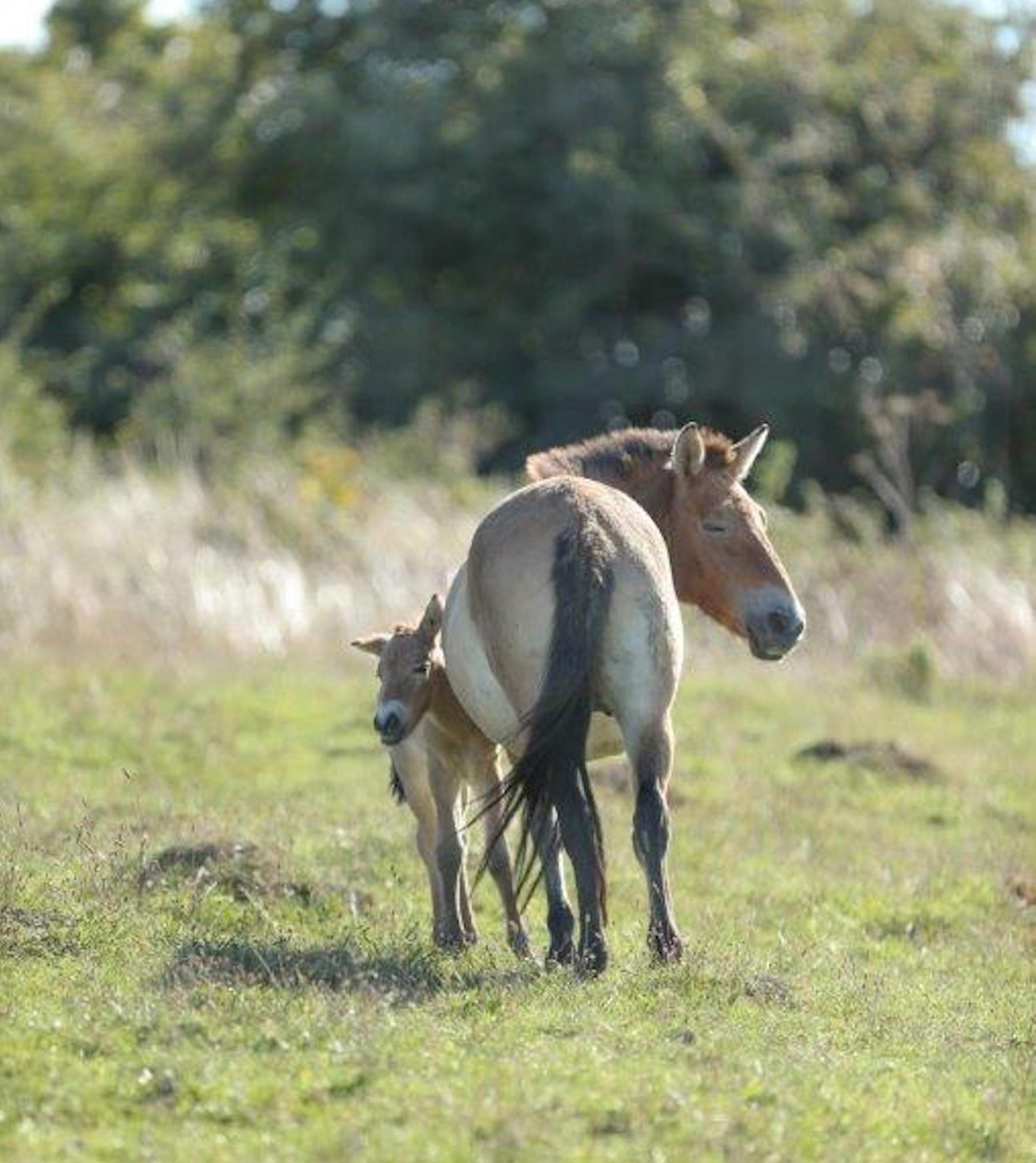 Przewalski-foal-2-1.jpeg