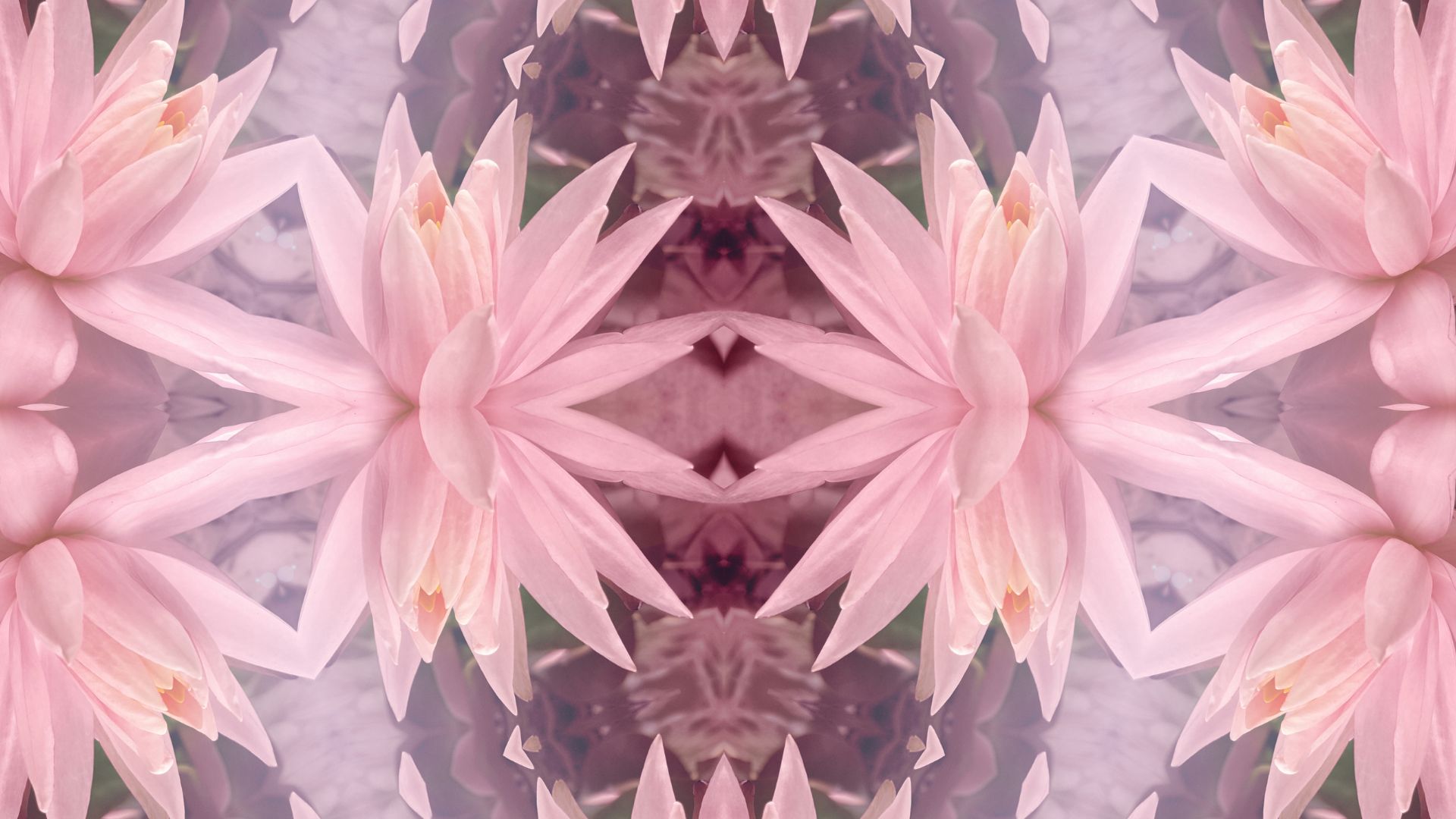 lotus flowers to represent Panchakarma
