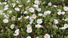 rock rose or cistus shrub covered in white flowers