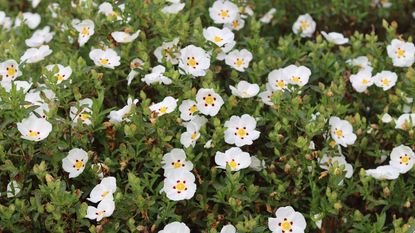 rock rose or cistus shrub covered in white flowers