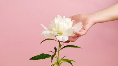 Flower, Flowering plant, White, Pink, Petal, Plant, Cut flowers, Botany, Peony, Hand, 