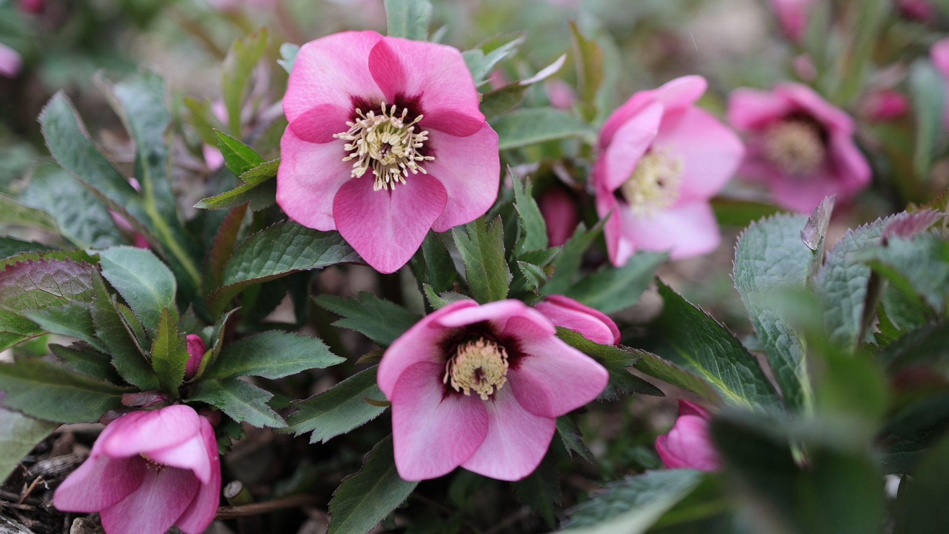 pink hellebores growing in pot