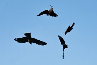 How to photograph birds in flight