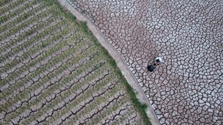 A farmer inspects a field cracked due to drought on August 26, 2022 in Neijiang, Sichuan Province of China