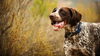 German Shorthaired Pointer standing in amongst tall grass