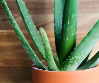 Aloe vera