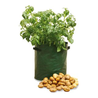 Haxnicks 3 x Potato Patio Garden Planters with potatoes in the foreground