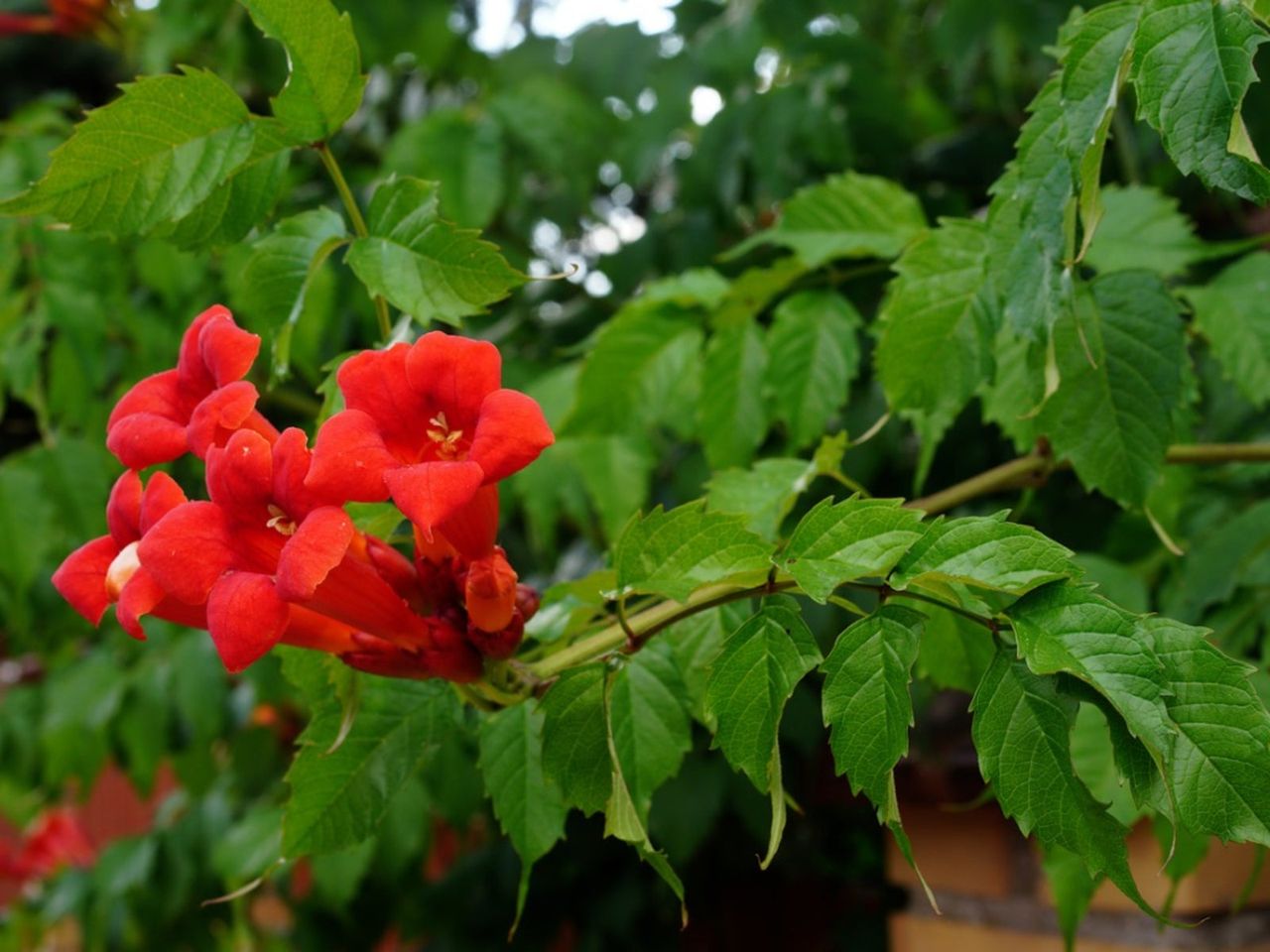 Red Flowers On Trumpet Vines