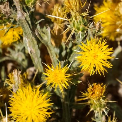 yellow starthistle flowers