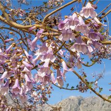 Flowering empress tree