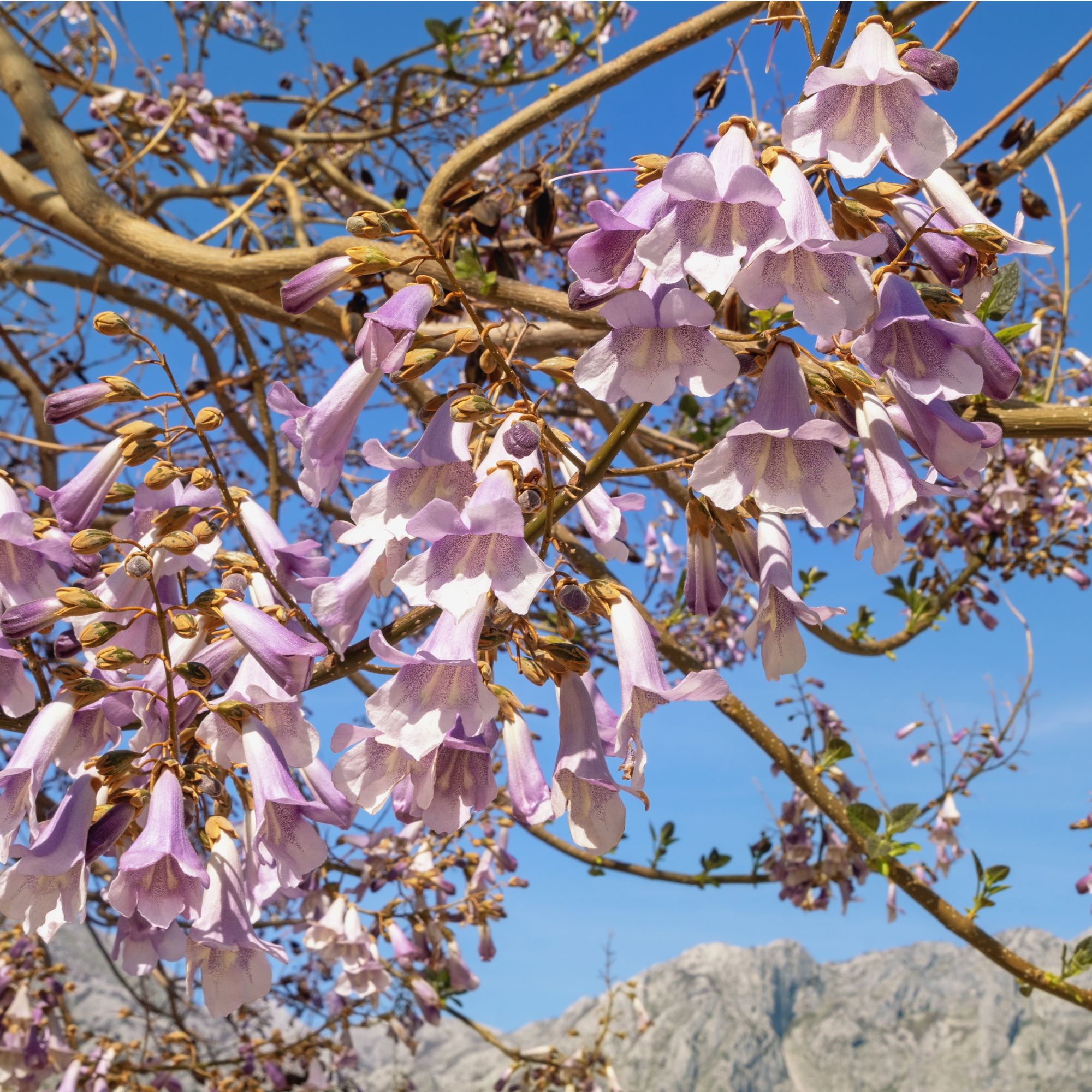 Flowering empress tree