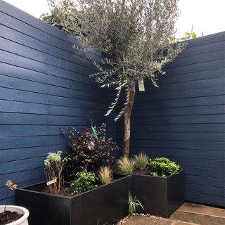 garden with blue painted fence, black planters and tree in corner