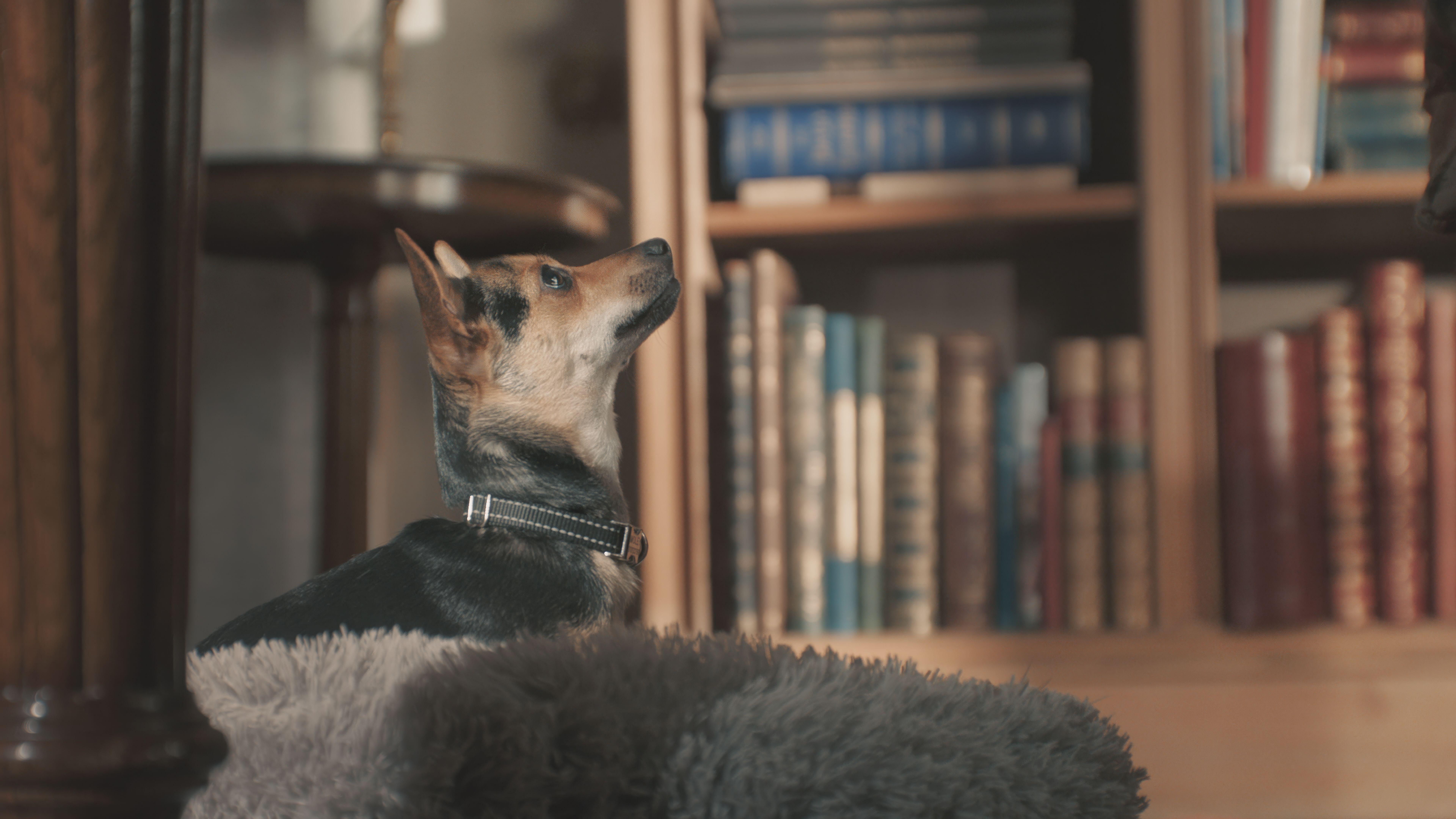 Queen Camilla's dog Moley