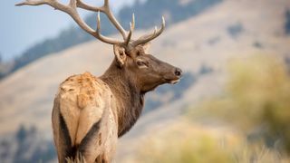 Bull elk at Yellowstone National Park