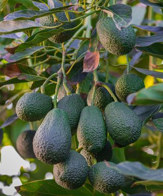 Hass avocados growing on a tree